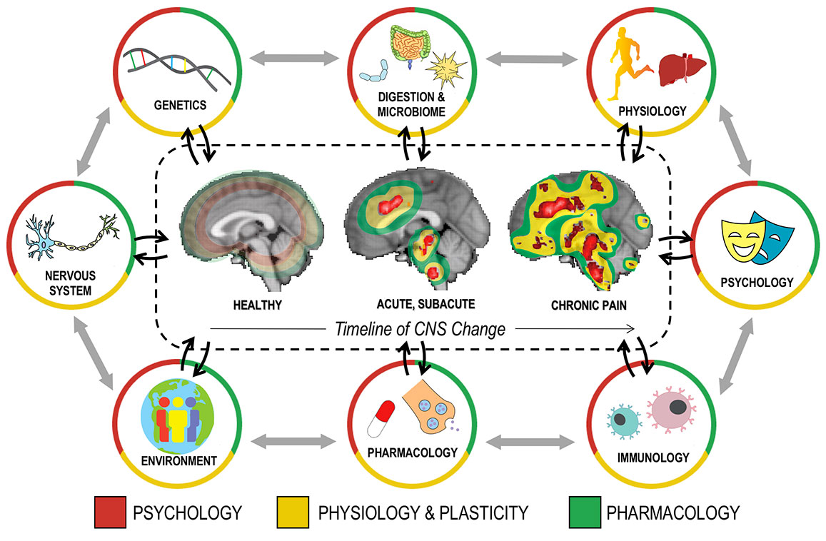 Schematic of some of the myriad interactions between the changes observed in the central nervous system and in other body systems in chronic pain states. Created by Dr. Martucci and Lisa Cha (undergraduate research assistant 2018).