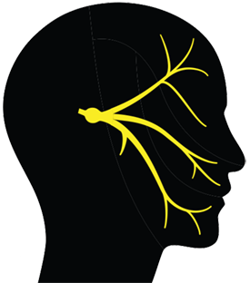 Figure of head with nerves indicating oral pain.
