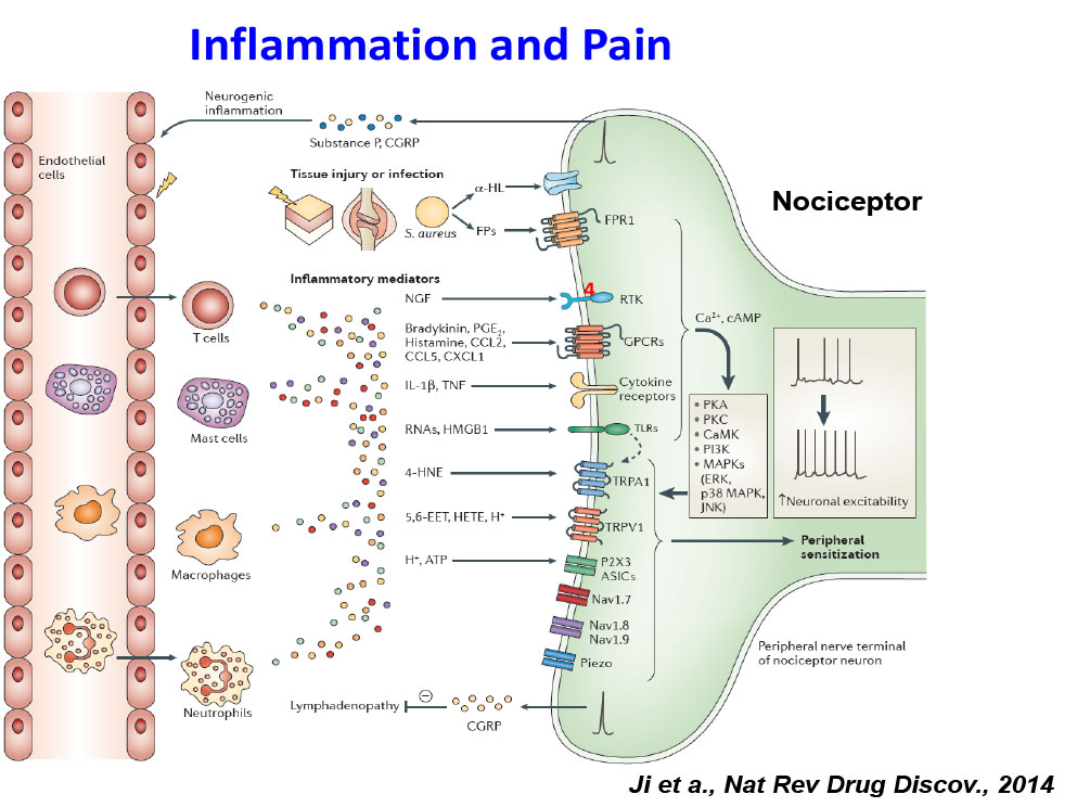 Inflammation and Pain