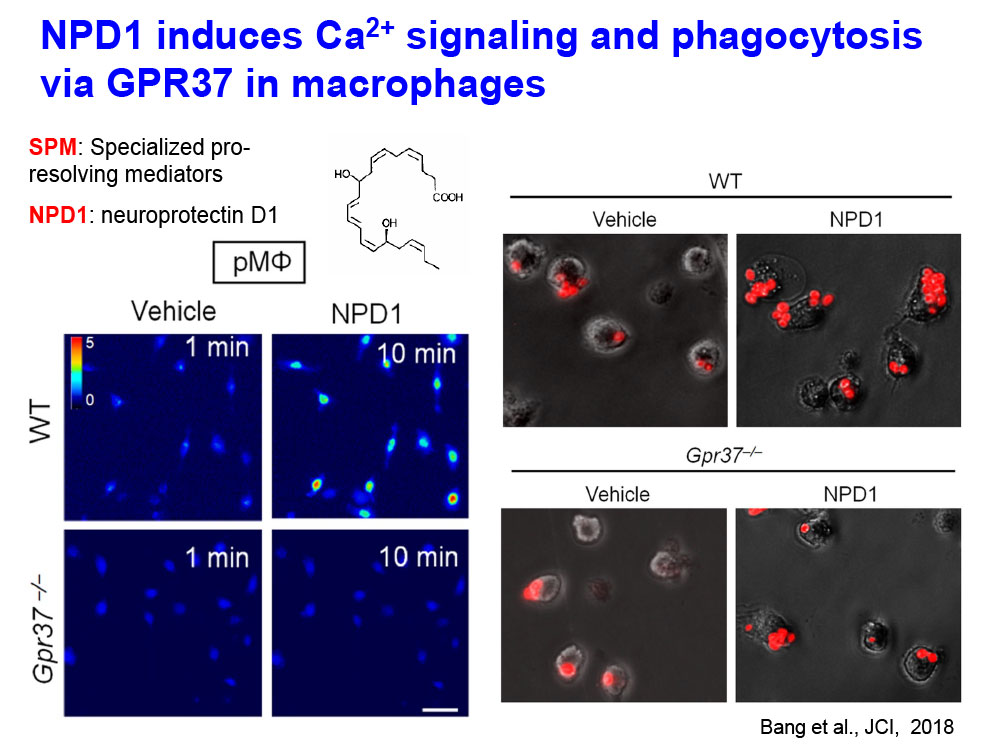 NPD1 induces Ca2+ signaling and phagocytosis via GPR37 in macrophages