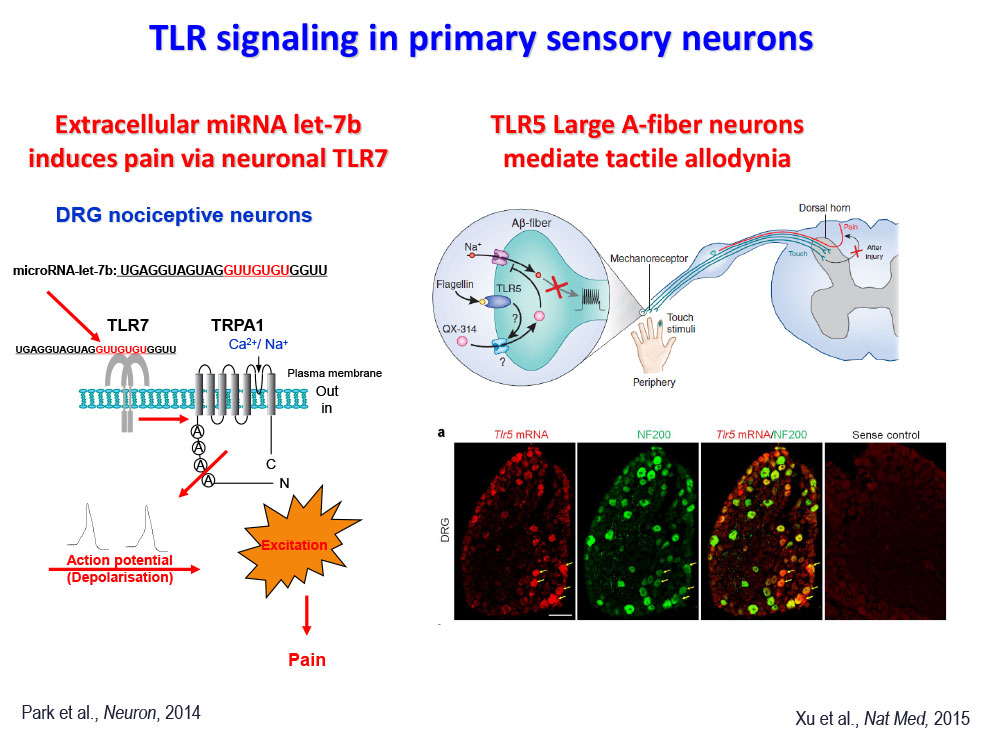 TR signaling in primary sensory neurons