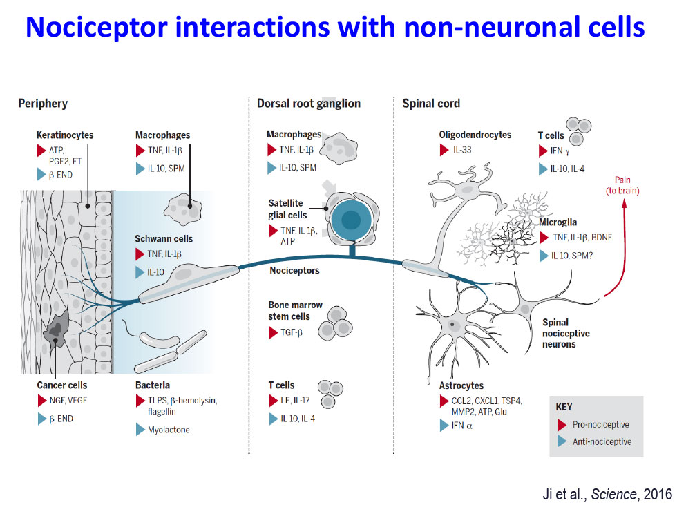Nociceptor interactions with non-neuronal cells