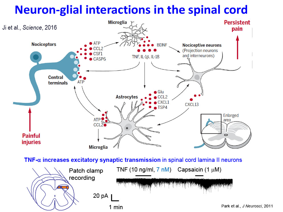 Neuron-glial interactions in the spinal cord