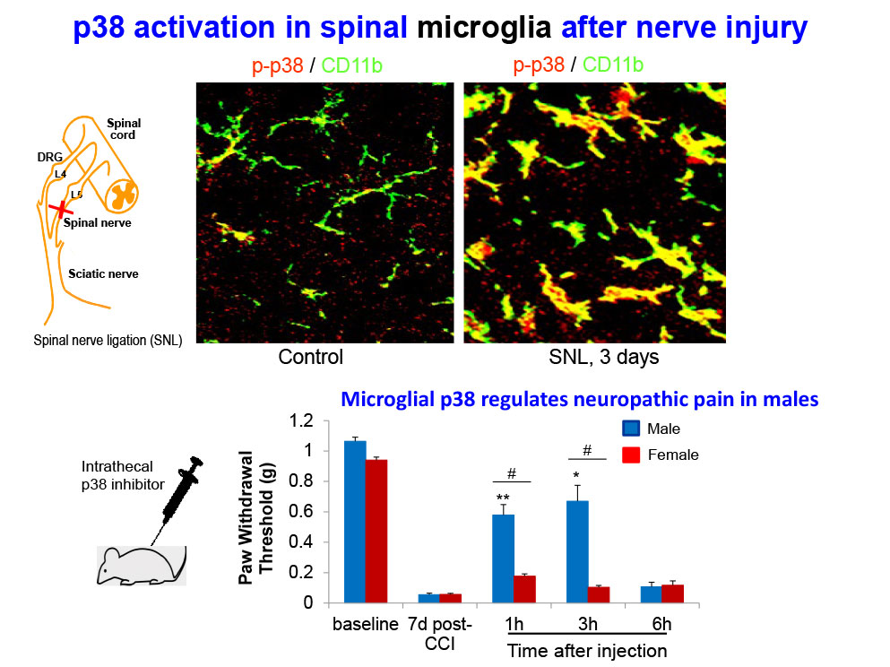 p38 activation in spinal microglia after nerve injury