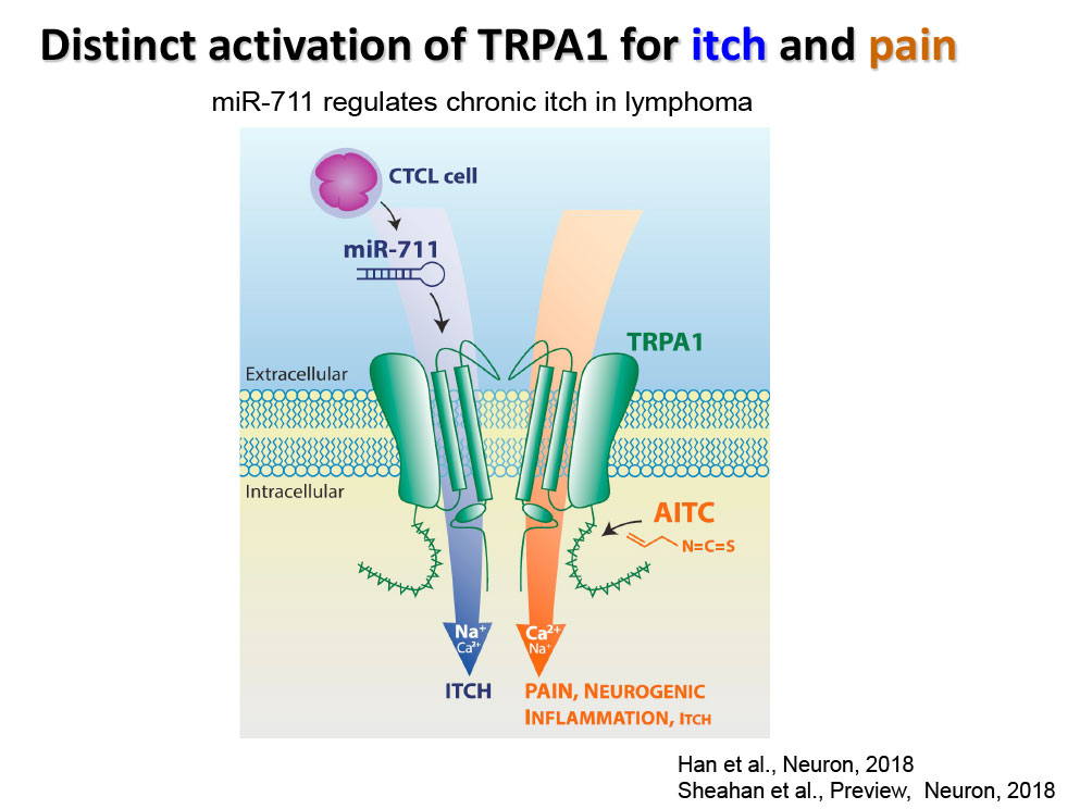 Distinct activation of TRPA1 for itch and pain