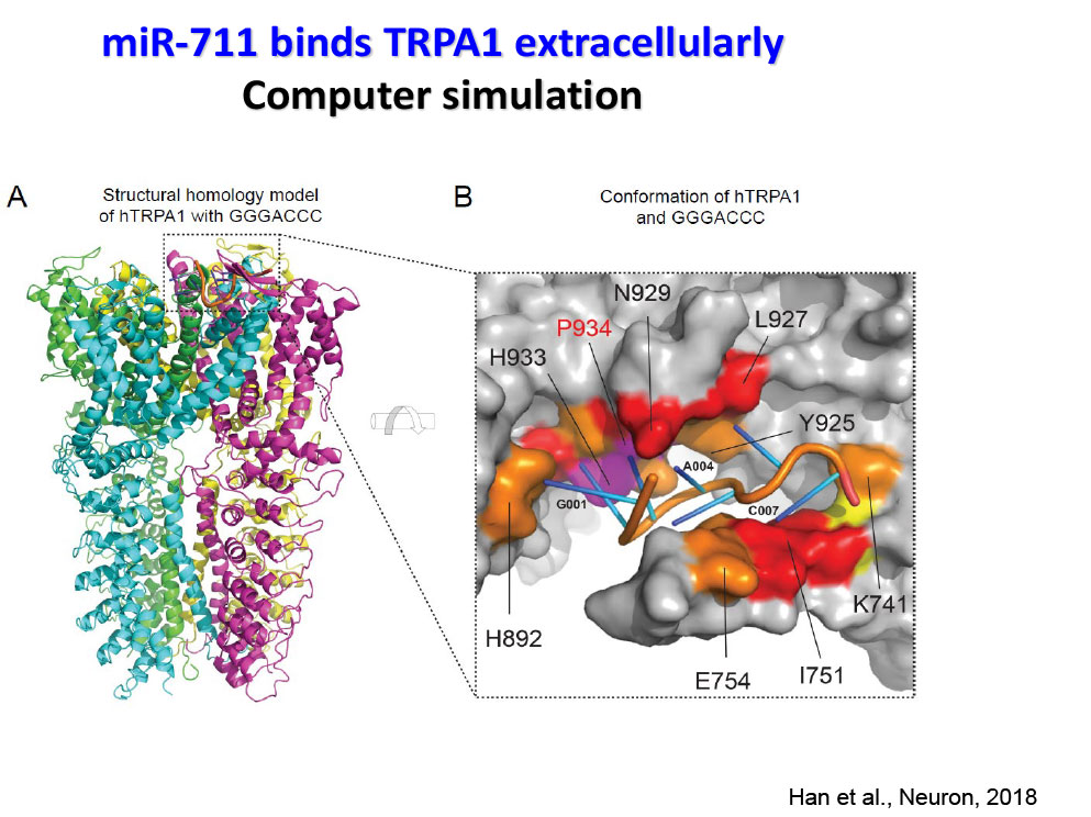 miR-711 binds TRPA1 extracellularly