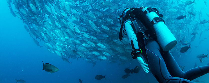Scuba diver swiming with a school of fish in the ocean
