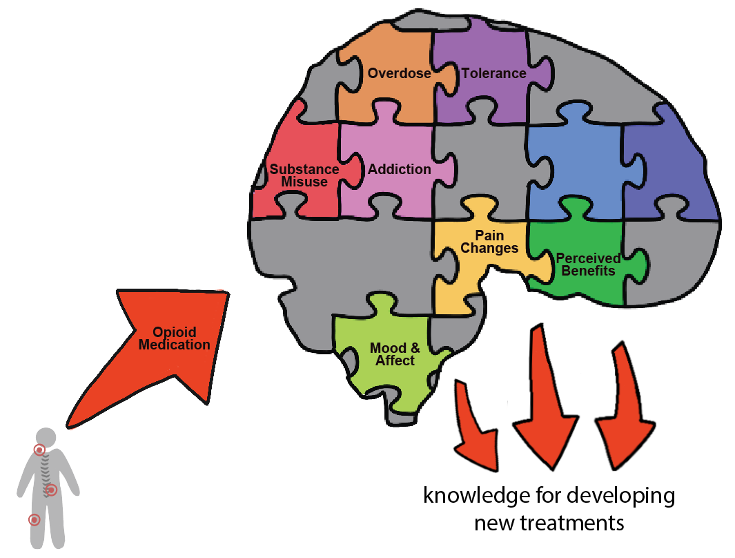 Schematic image of research participants with an arrow to a large brain shaped puzzle. Arrow from the brain puzzle indicates the results and interpretation expected from research studies. Image is not based on actual research and is for illustrative purposes only. Created by K. Martucci & Carina Lei 2023.