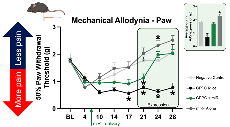 Mechanical Allodynia - Paw