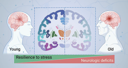 Figure 1: The aged brain is less resilient to ischemic insult, leading to worse stroke outcome in elderly patients.