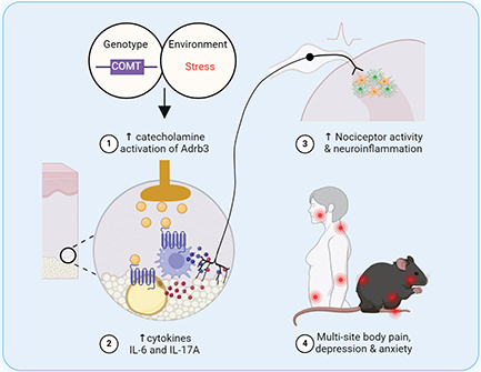 FIGURE 1: Schematic overview of proposed shared mechanisms of CPPCs in mouse and human. Interactions between low COMT activity genotype and environmental stress lead to increased levels of catecholamines, which then bind to Adrb3 to stimulate the production of pro-inflammatory cytokines that sensitize nociceptors, activate spinal cord microglia and astrocytes, and ultimately lead to multi-site body pain and comorbid depression and anxiety.