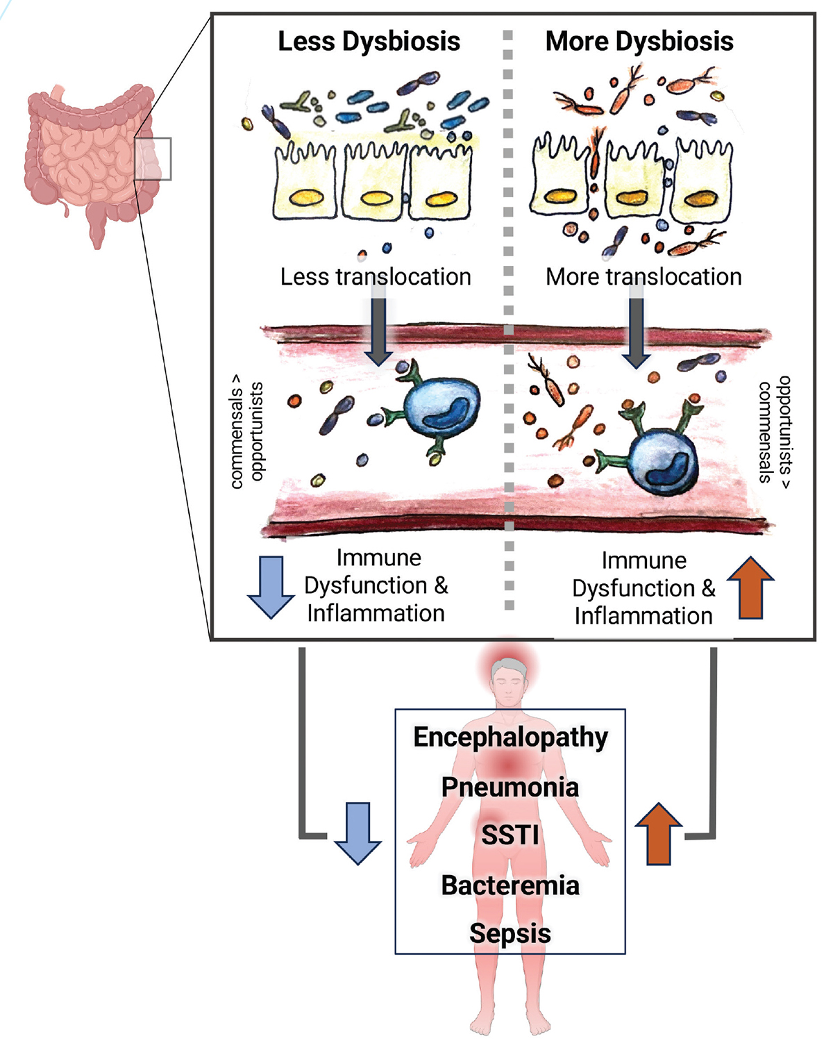 FIGURE 2: Schematic overview of hypothesized mechanisms under investigation by Dr. Serbanescu’s Duke AMP Laboratory.