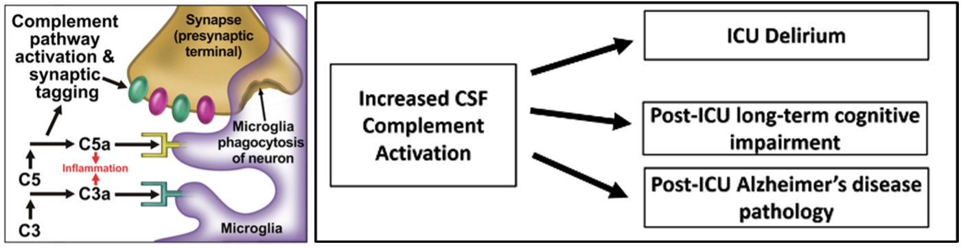 CASCADE-ICU Study: Complement Activation in Delirium and Subsequent Cognitive Impairment and Alzheimer’s Disease in the Intensive Care Unit