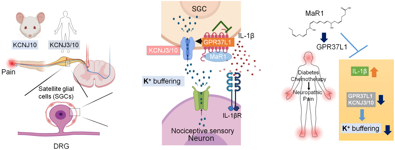 Bang et al., JCI, 2024, GPR37L1 signaling in satellite glial cells (SGCs) for the protection of neuropathic pain