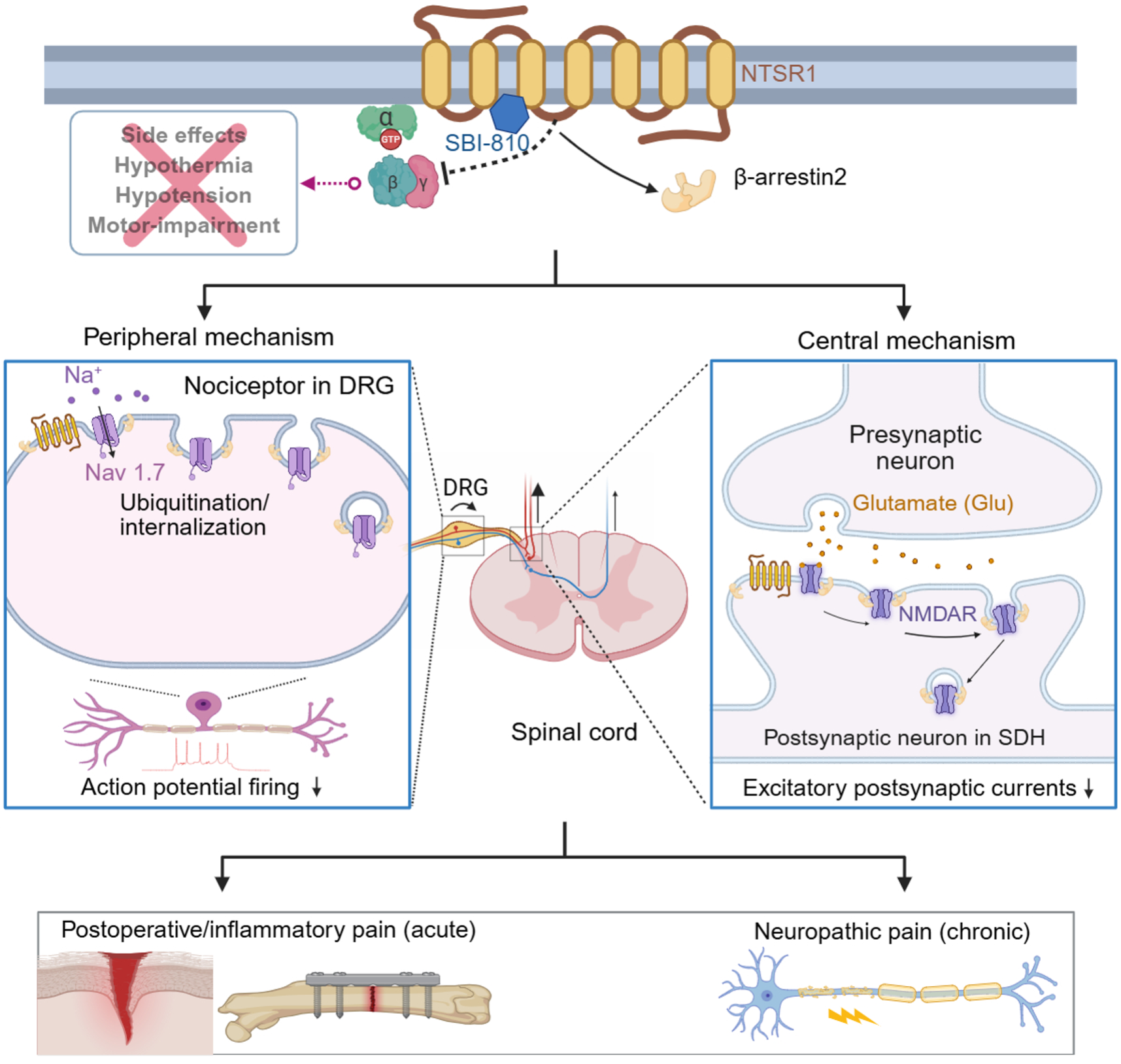 Guo et al., Cell, 2025 Arrestin-biased allosteric modulator of neurotensin receptor 1 alleviates acute and chronic pain. The allosteric modulator SBI-810 inhibits pain via both peripheral and central modulation.
