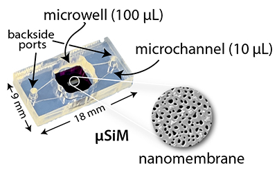 Example of the µSiM (microphysiological system featuring a Silicon Membrane) developed by the McGrath lab.