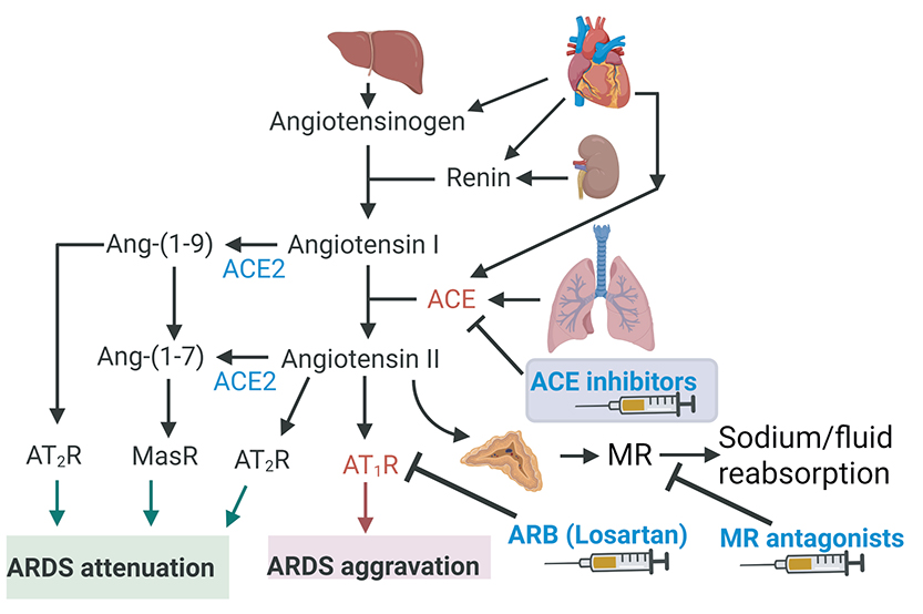 Figure 1: RAAS Modulators Involved in ARDS. ACE, angiotensin-converting enzyme; ACE2, angiotensin-converting enzyme 2; Ang, angiotensin; AT1-R, angiotensin II receptor type 1; AT2-R, angiotensin II receptor type 2; Mas-R, Mas-Receptor; ARB, angiotensin II receptor blockers; MR, mineralocorticoid receptors.