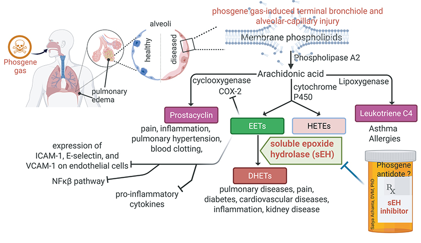 Figure 2: Soluble Epoxide Hydrolase Inhibition.