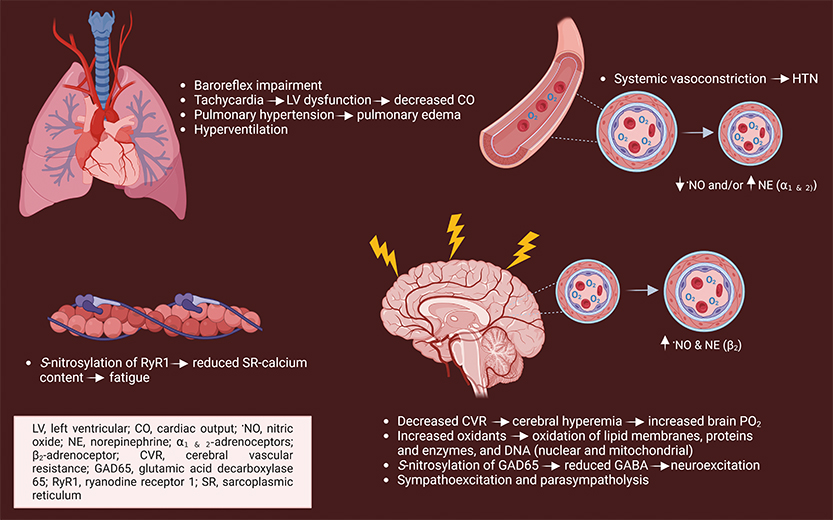 FIGURE 1. Physiological responses in HBO2 that contribute to toxicity.