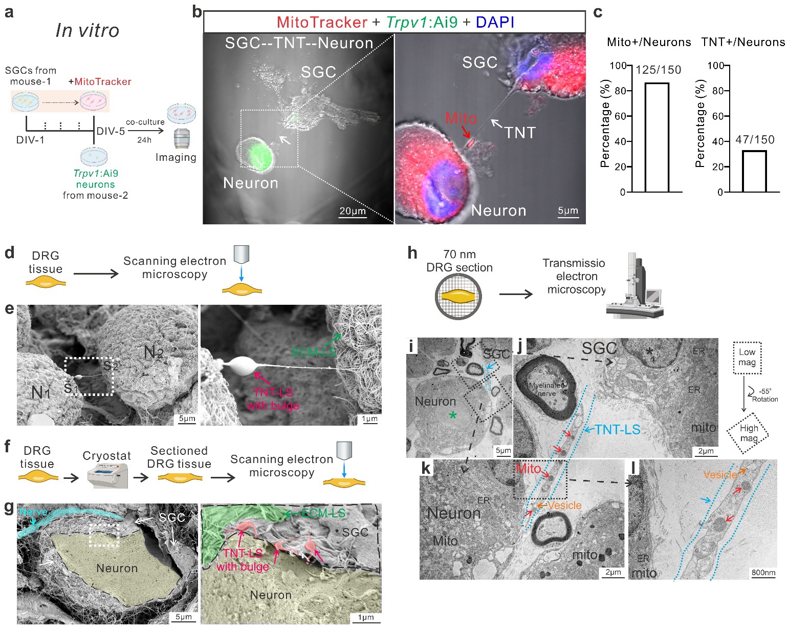 TNT formation and mitochondrial transfer from satellite glial cells to sensory neurons (Xu et al., Nature, 2026).