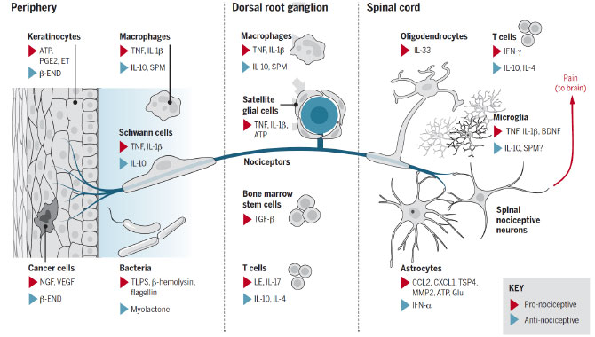 Pain and Itch Regulation by Non-Neuronal Cells and Inflammation