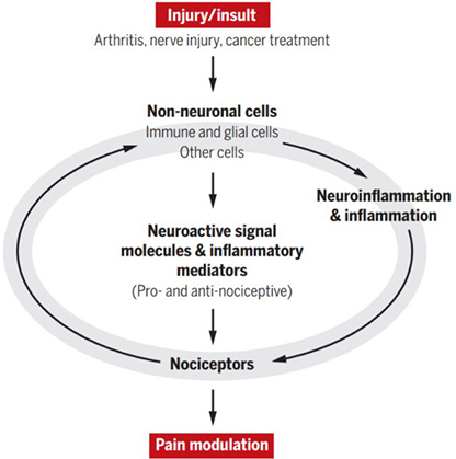 Pain and Itch Regulation by Non-Neuronal Cells and Inflammation
